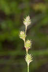 Fescue sedge